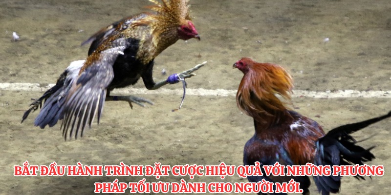 Bắt đầu hành trình đặt cược hiệu quả với những phương pháp tối ưu dành cho người mới.