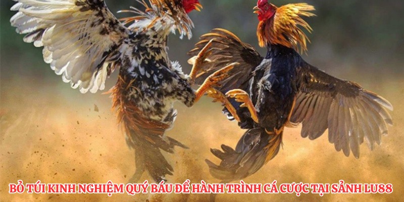 Bỏ túi kinh nghiệm quý báu để hành trình cá cược tại sảnh LU88
