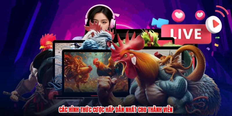 Các hình thức cược hấp dẫn nhất cho thành viên