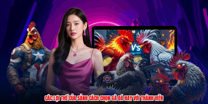 Các lợi thế của sảnh cách chọn gà đá hay với thành viên