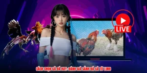 Cách Chọn Gà Đá Hay: Đánh Giá Sảnh Đá Gà Từ Thương Hiệu