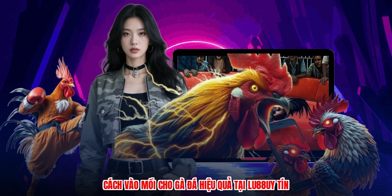 Cách Vào Mồi Cho Gà Đá Hiệu Quả Tại Thương Hiệu Uy Tín