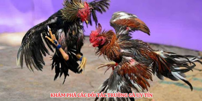 Khám phá các đối tác trường gà uy tín