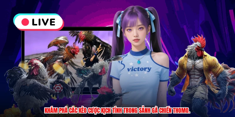 Khám phá các kèo cược kịch tính trong sảnh gà chiến thomo.