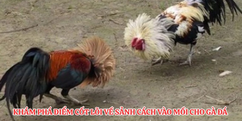 Khám phá điểm cốt lõi về sảnh cách vào mồi cho gà đá 