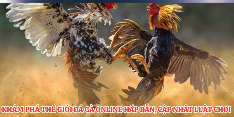 Khám phá thế giới đá gà online hấp dẫn, cập nhật luật chơi
