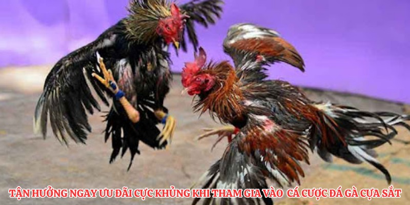 Tận hưởng ngay ưu đãi cực khủng khi tham gia vào  cá cược đá gà cựa sắt